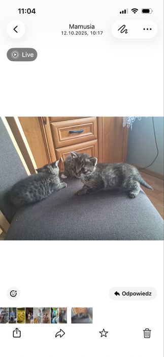 Oddam kotki  w dobre rece