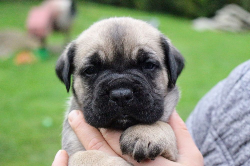Cane corso płowy samiec