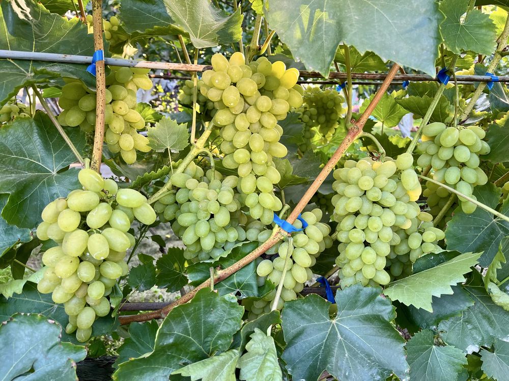 Продам виноград різних сортів
