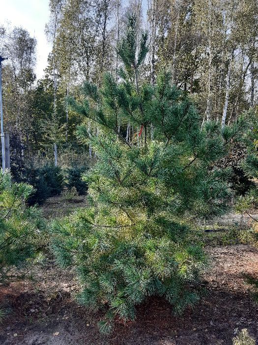 Sosna Armanda Limba różne duże do wysokości 400cm transport sadzenie.