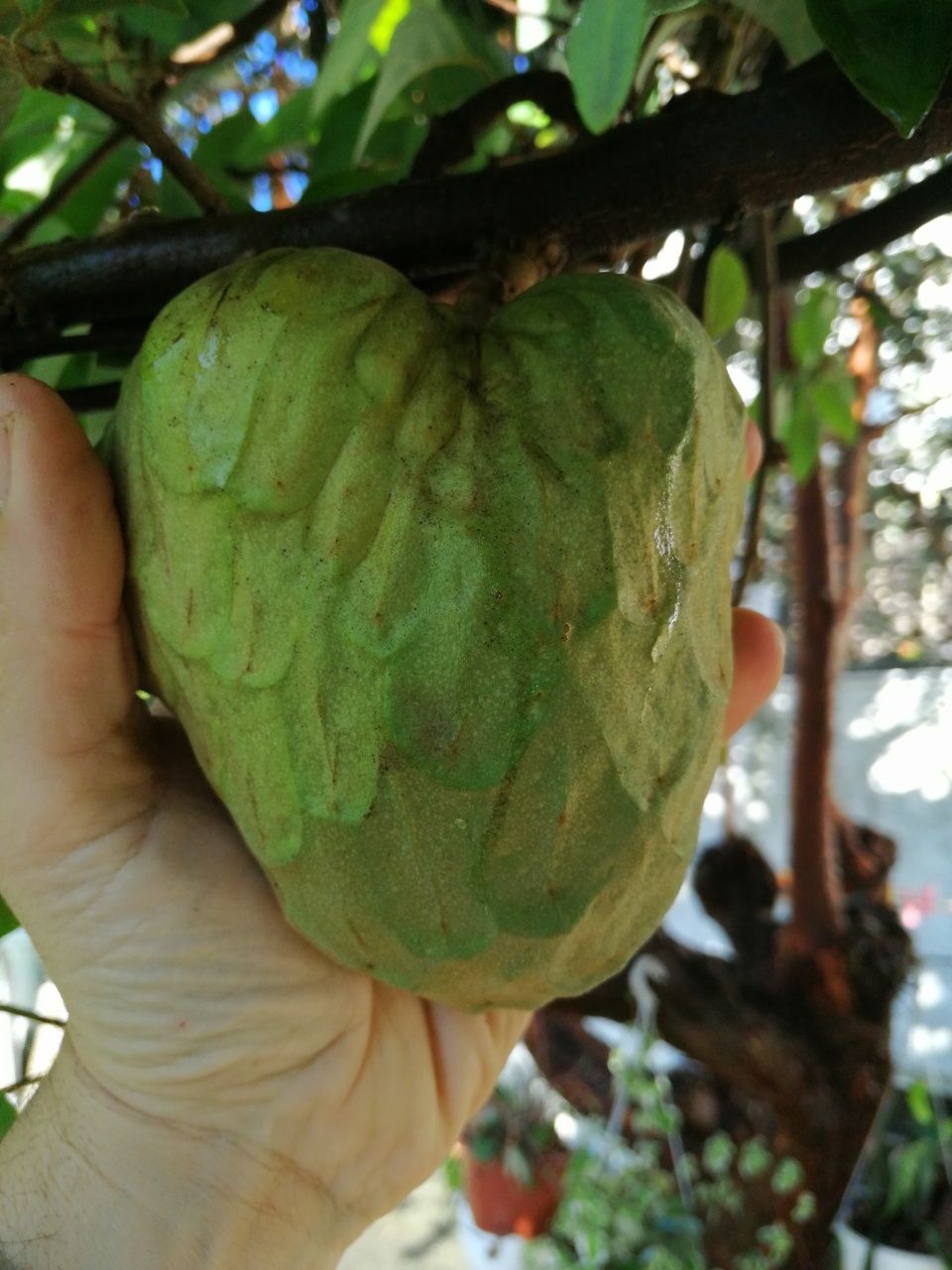 Planta da anona de vários tamanhos e preços