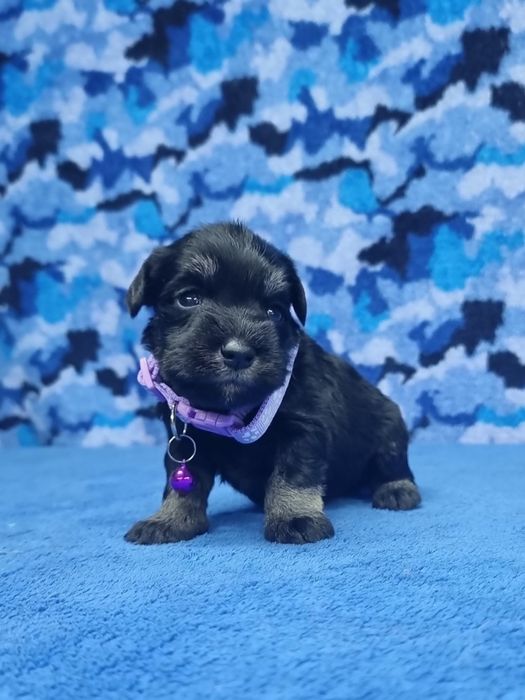 Цуценята цвергшнауцера