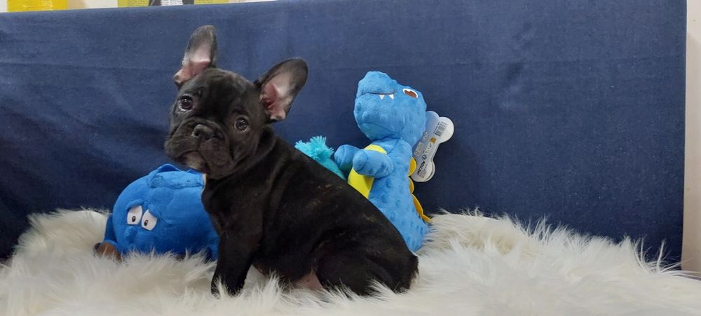 Bulldog francês menino