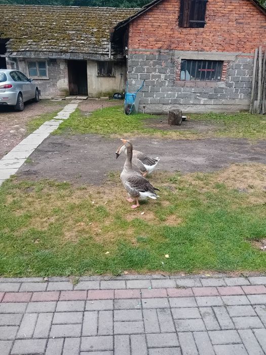 Zamienię gonsiora na gąske