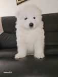 Samoyed piękny piesek