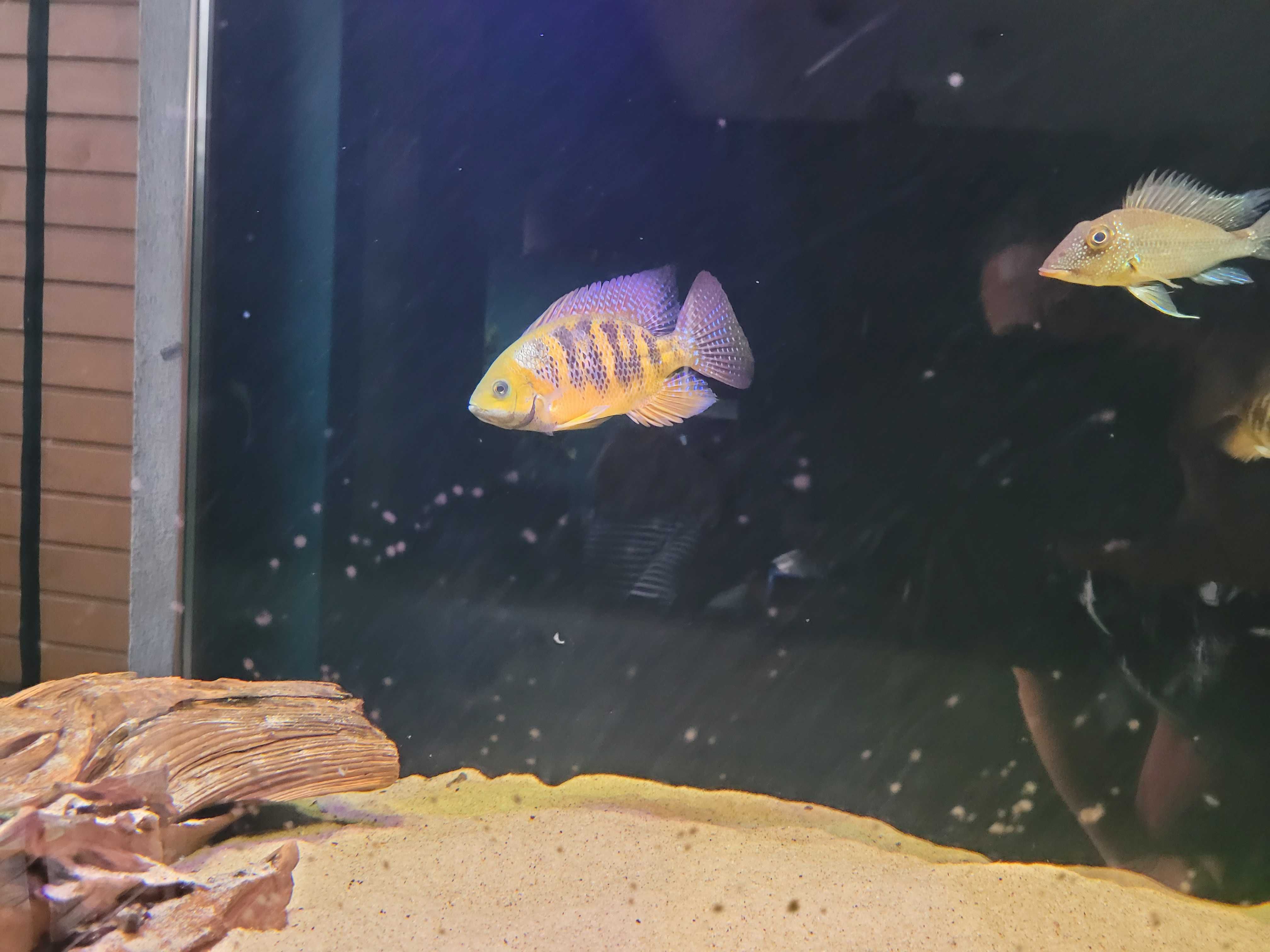 Cincelichthys bocourti  Cichlasoma bocourti Pielęgnica bocourti