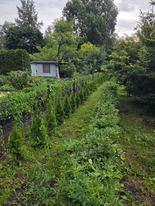 Sprzedam Działkę Rod