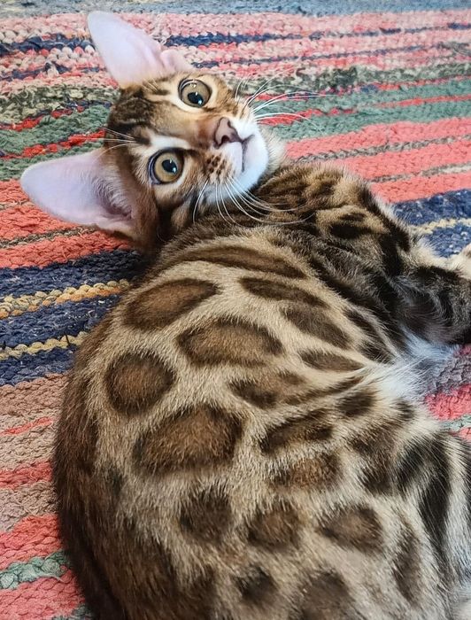 Вязка бенгальского кота