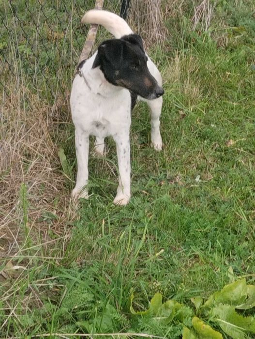 Foksterier krótkowłosy suczka