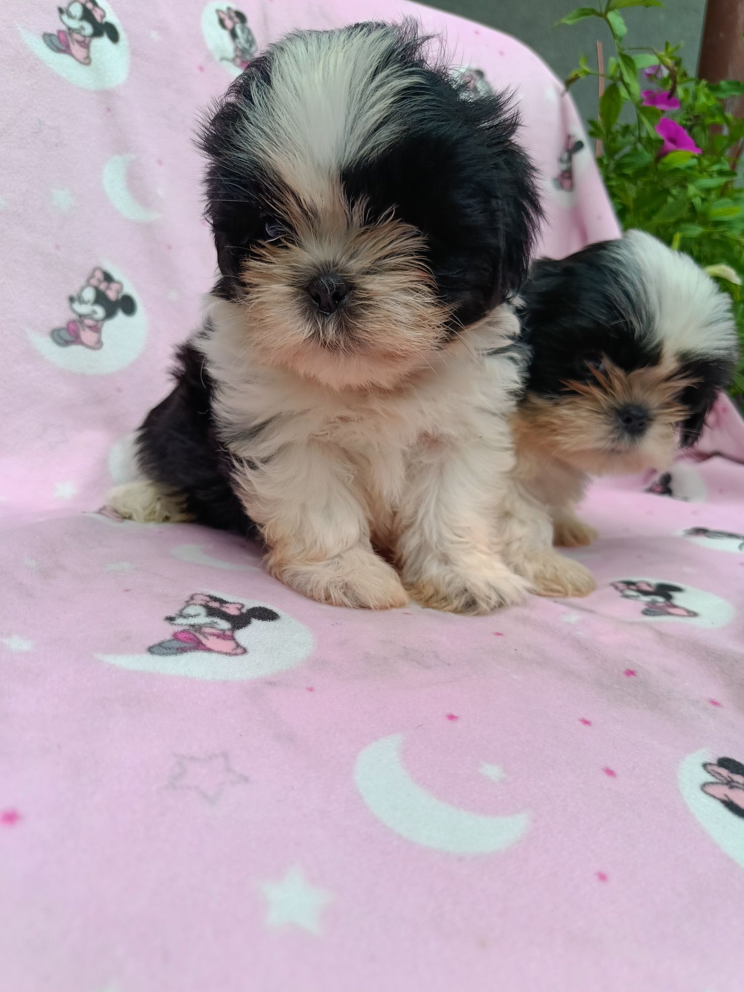 Czarno biała Suczka Shih Tzu