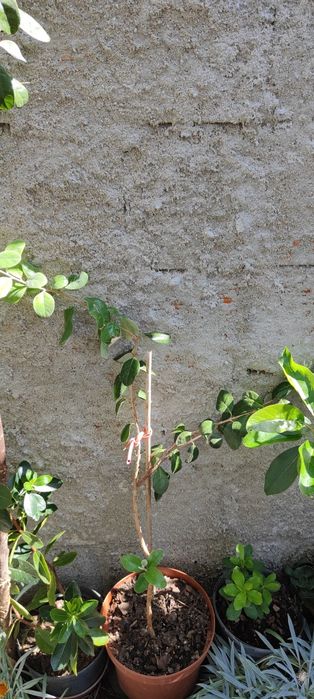 Plantas de carvalho, loureiro, etc...