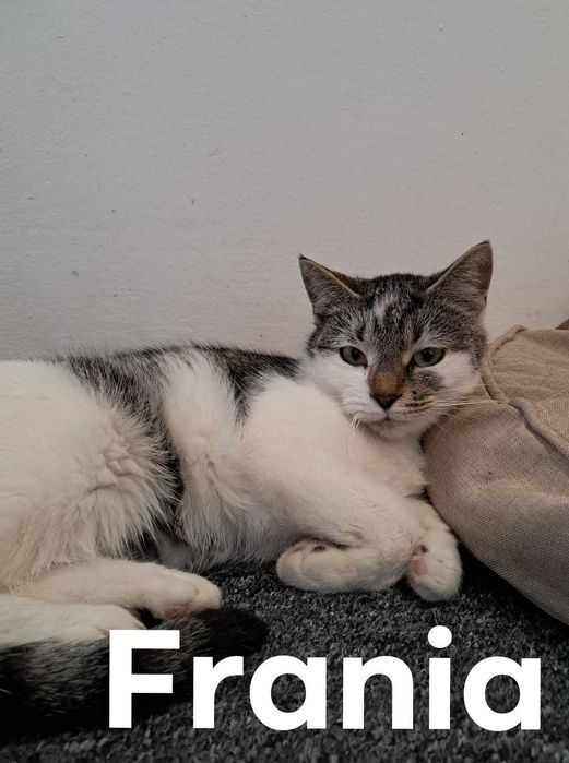 Kociaki szukaja nowego domku