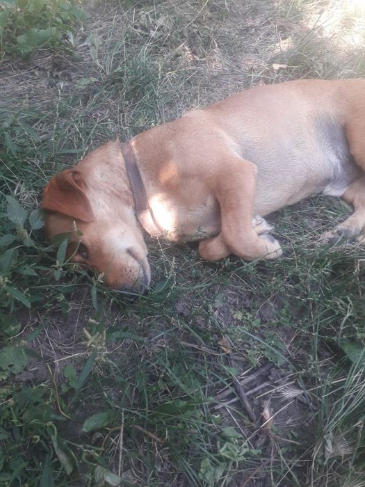 Віддам в гарні руки