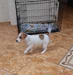 Jack russell terrier