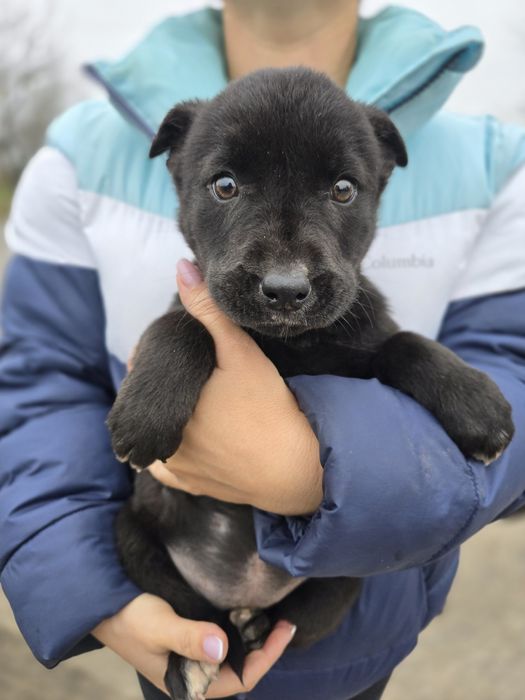 Цуценя в добрі ручки!