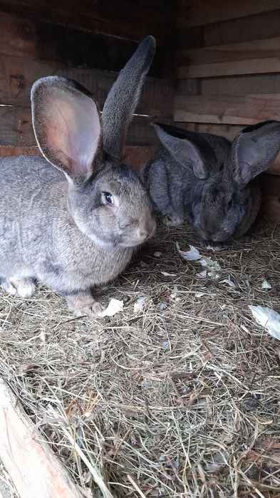 Olbrzym belgijski młode