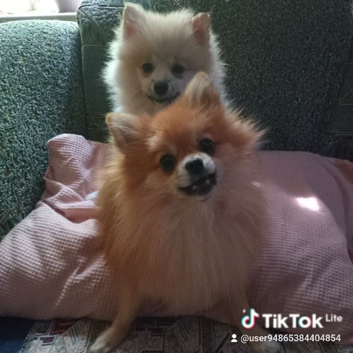 Девочка померанский шпиц.