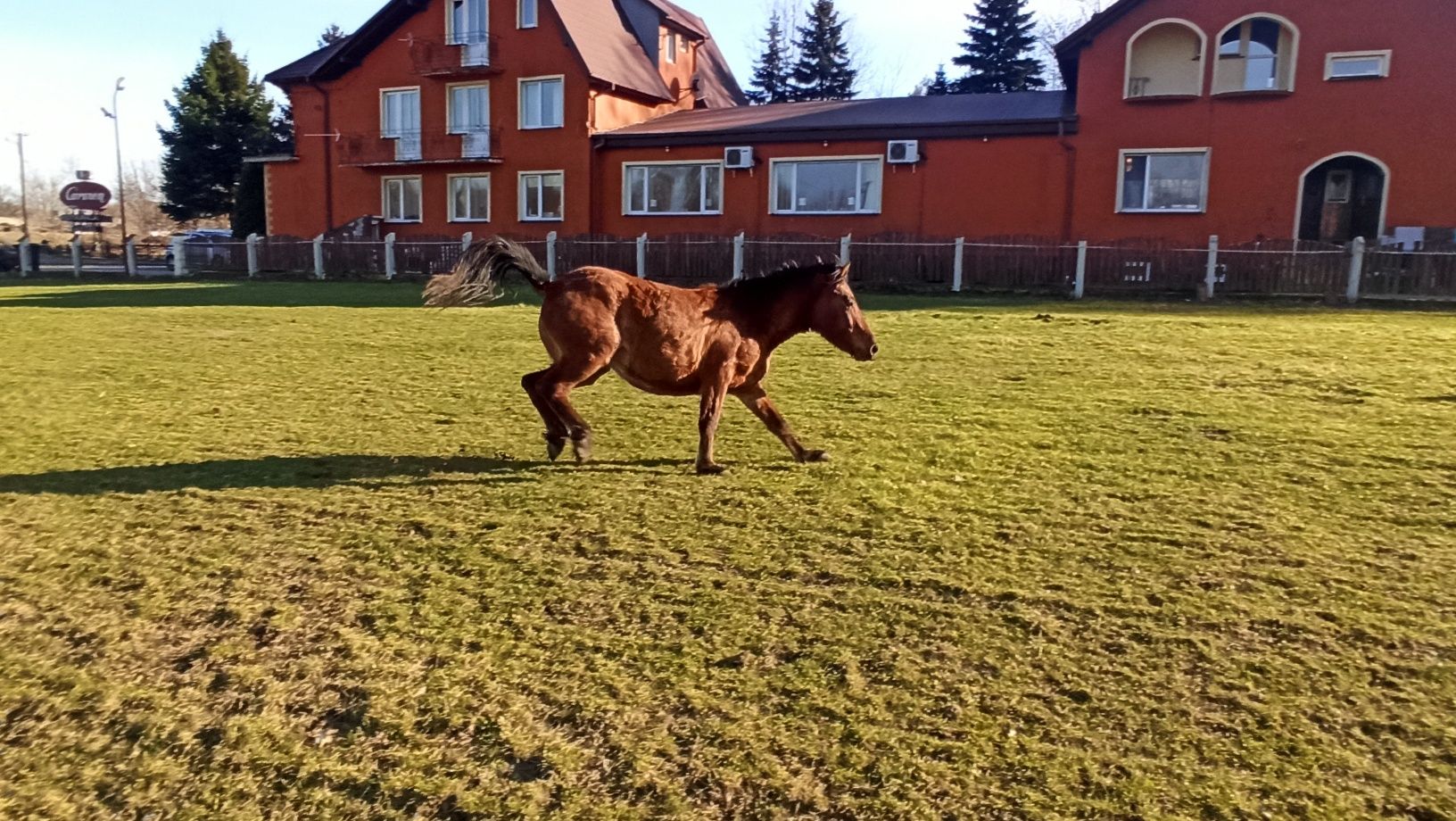 Młoda klacz huculska