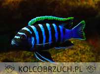 Cynotilapia afra Likoma - dowozimy, wysyłamy