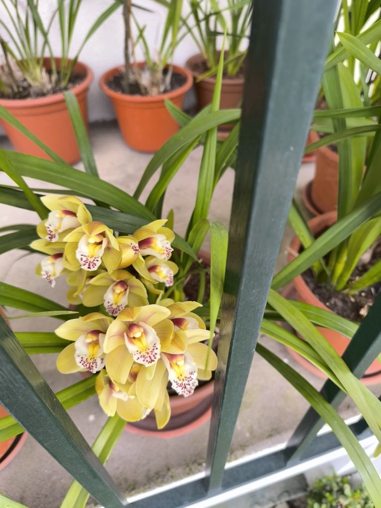 Orquídea Amarela