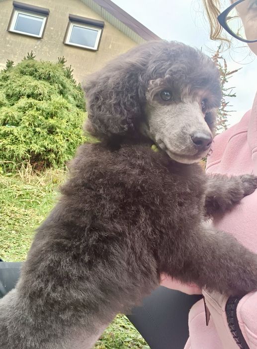 Pudel średni srebrny ZKwP/FCI piesek