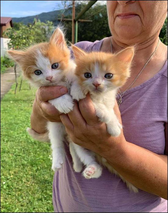 Віддам у добрі руки руденьких кошенят! (м. Косів)