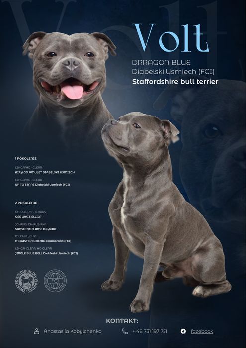 staffordshire bull terrier Reproduktor