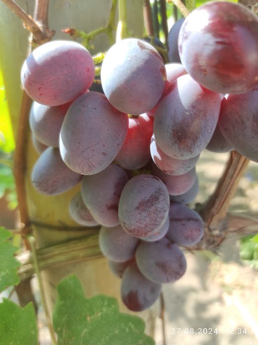 Черенки винограда столовых сортов.