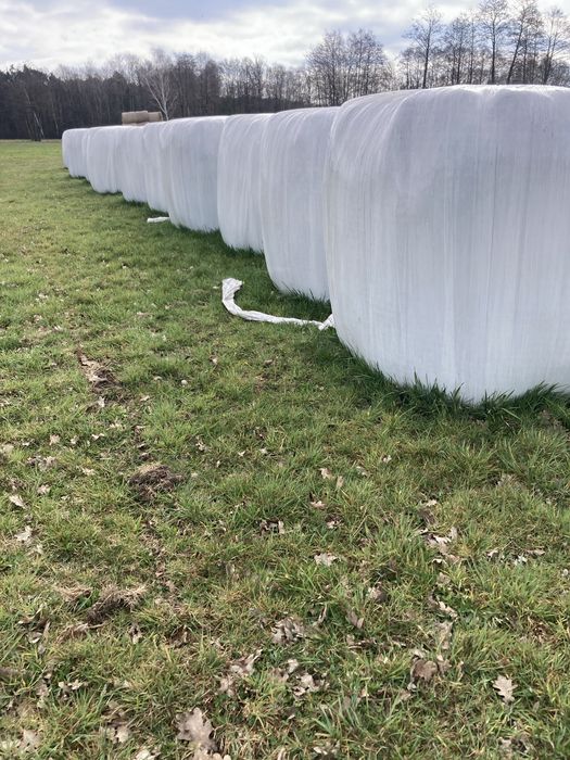 Szianokiszonka w balotach