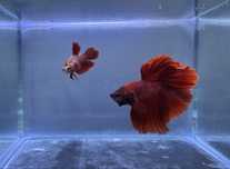 Casal de Bettas Super Red Halfmoon
