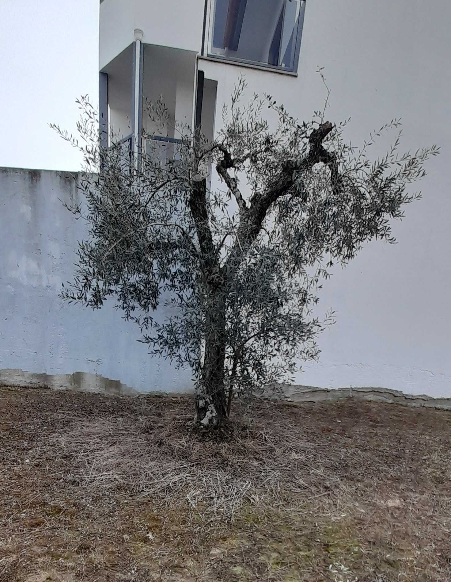 2 lotes de terreno em Castelo Branco (Oportunidade)