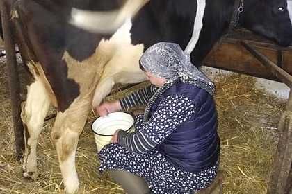 Продам домашній сир, сметану, молоко, творог, домашня продукція