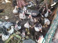 Patos mudos adultos e crias