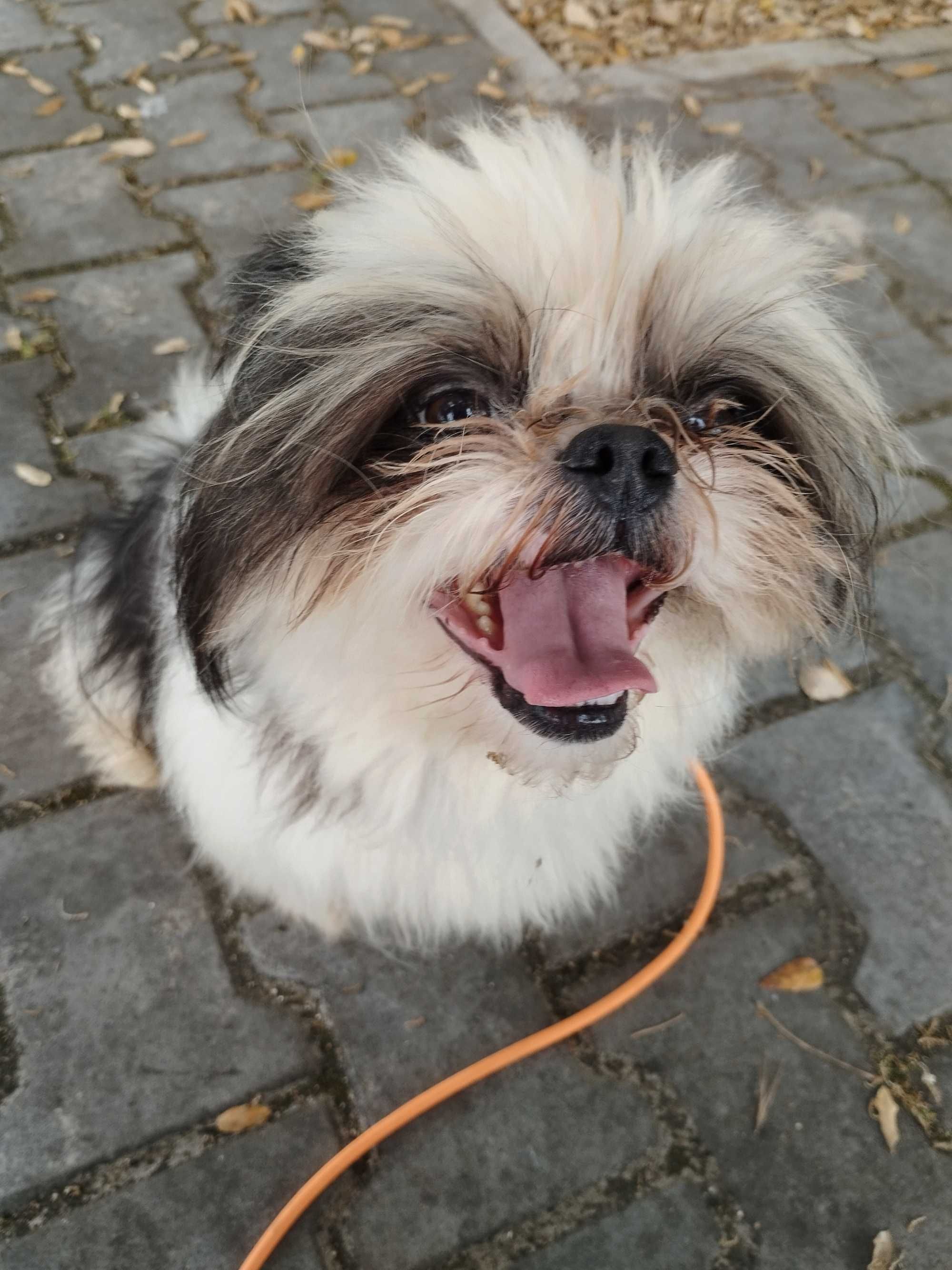 RODOLFO (Macho, Shih-Tzu) Para Adoção