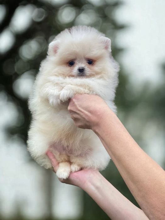 Красивый мальчик померанский шпиц