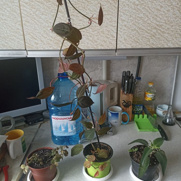 Филодендрон Миканс.