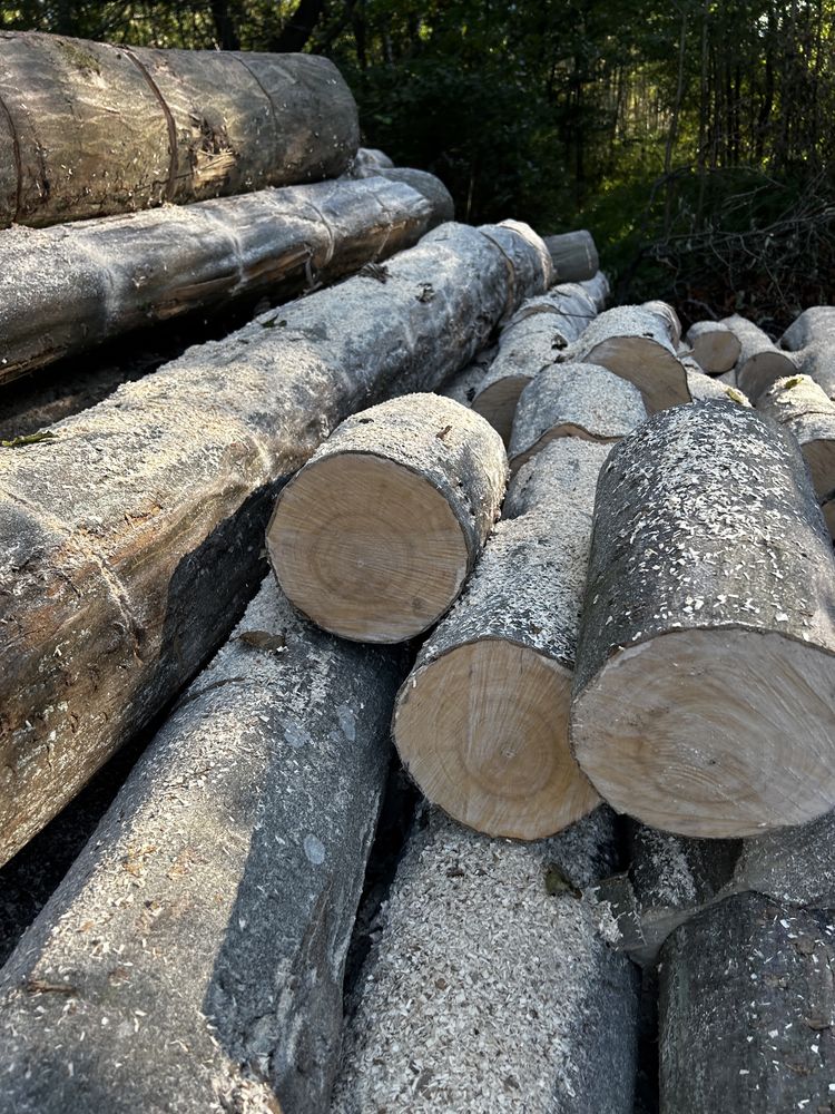 Drewno kominowe oraz opałowe Suche  Różne gatunki