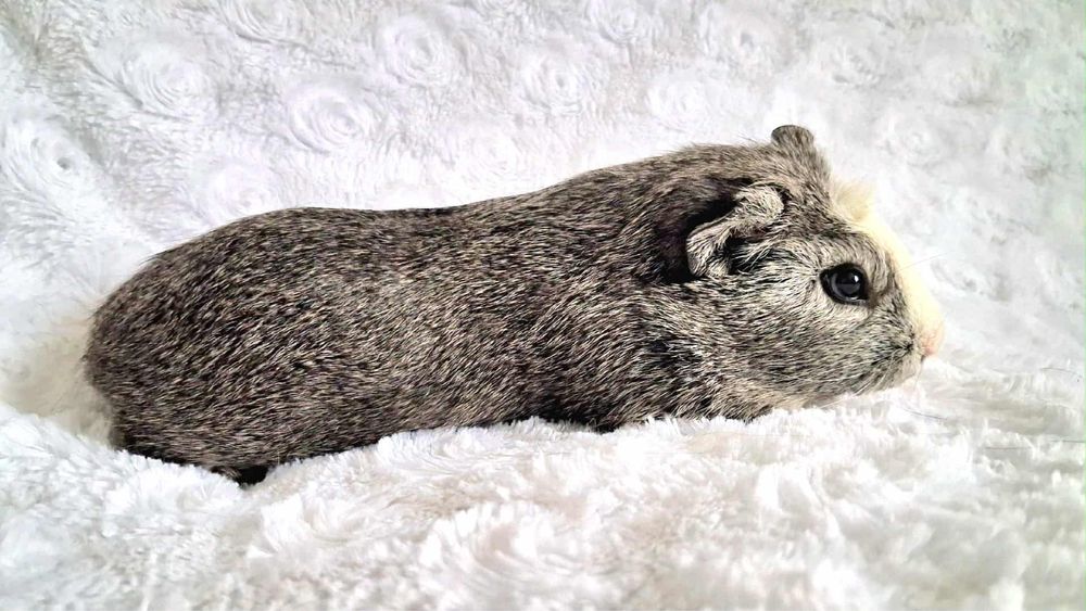 Swinka morska US TEDDY NIEBIESKA - jedyne takie - samiczka transport