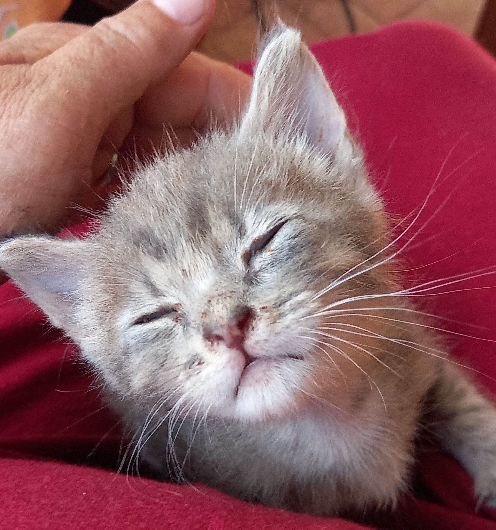 Dão-se gatinhos de 7 semanas