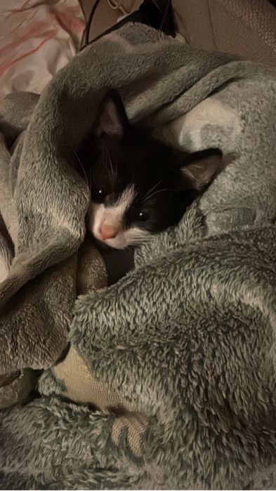 Zaginal kotek bialo czarny