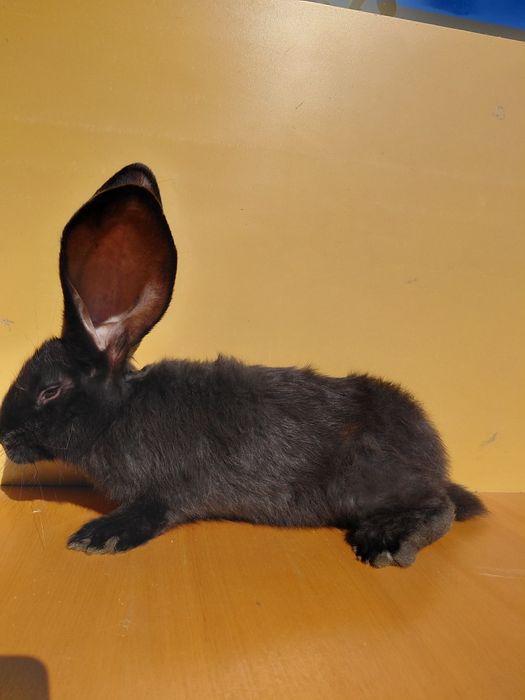 Sprzedam belgi czarne i żelaziste