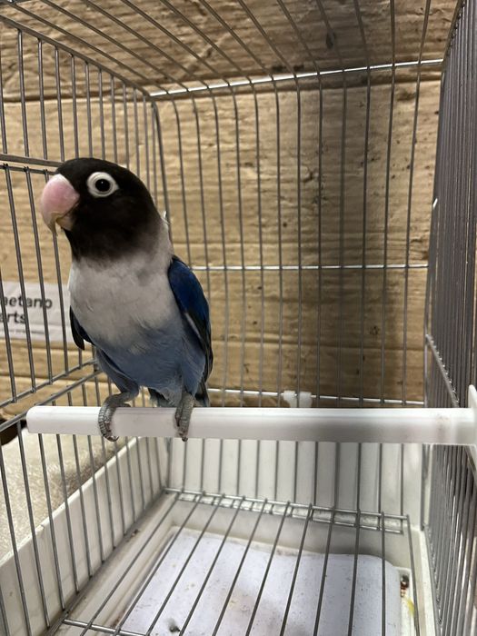 Agapornis Personata 2025 mais gaiola