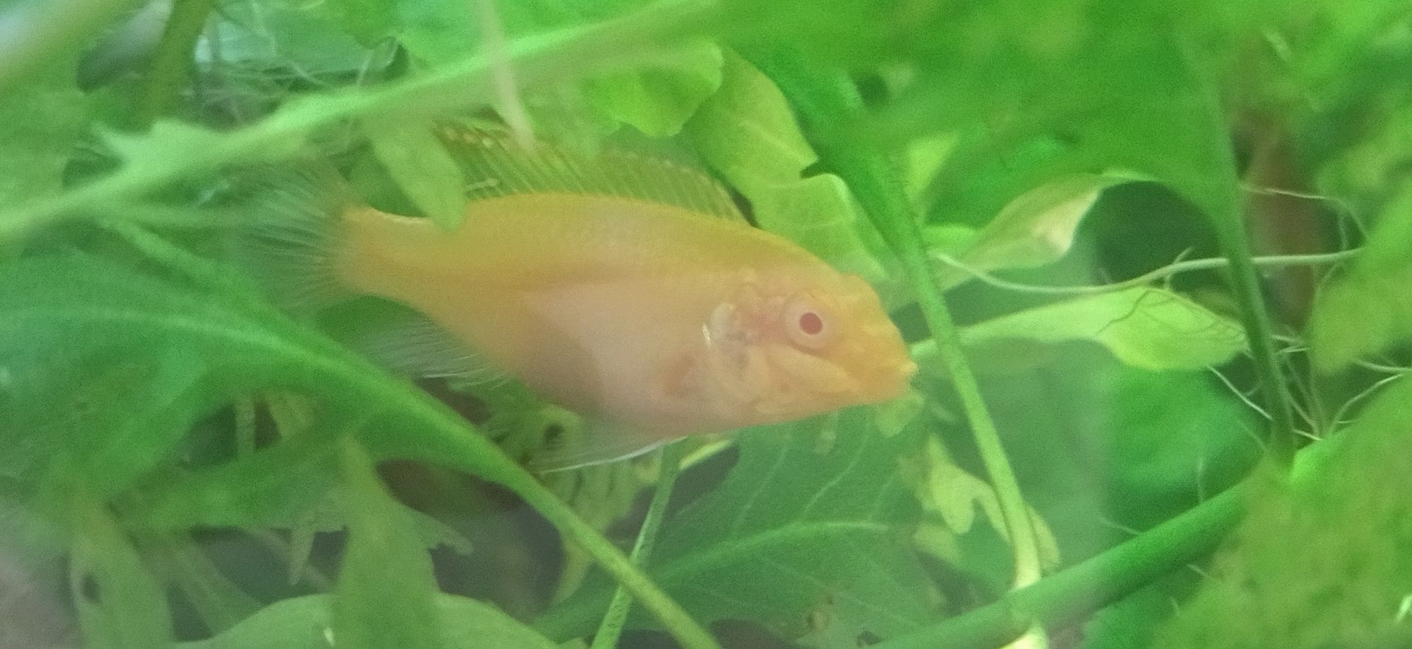 Pelvicachromis pulcher kribensis albino full red