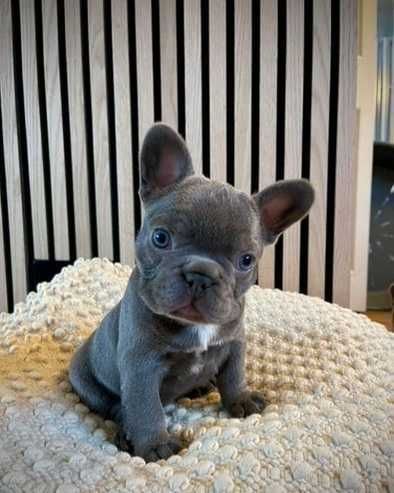 Щенки в голубом окрасе! Полная вакцинация сделана! Французский бульдог