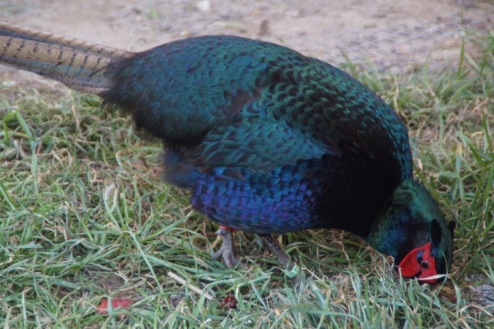 Bażanty melanistyczne