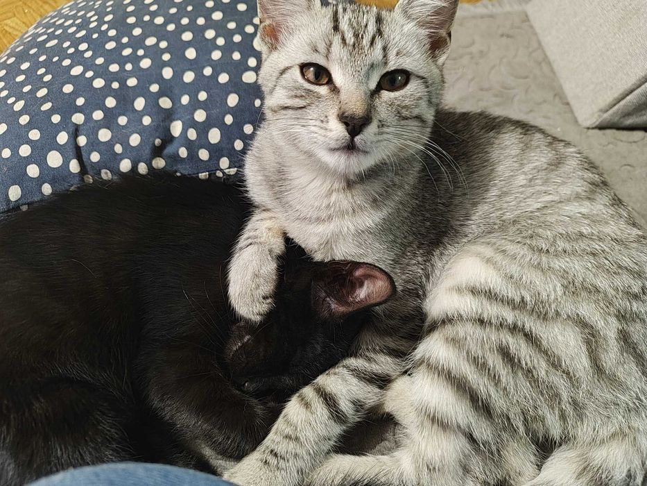 DWUPAK 5-miesięczne kociaki do adopcji