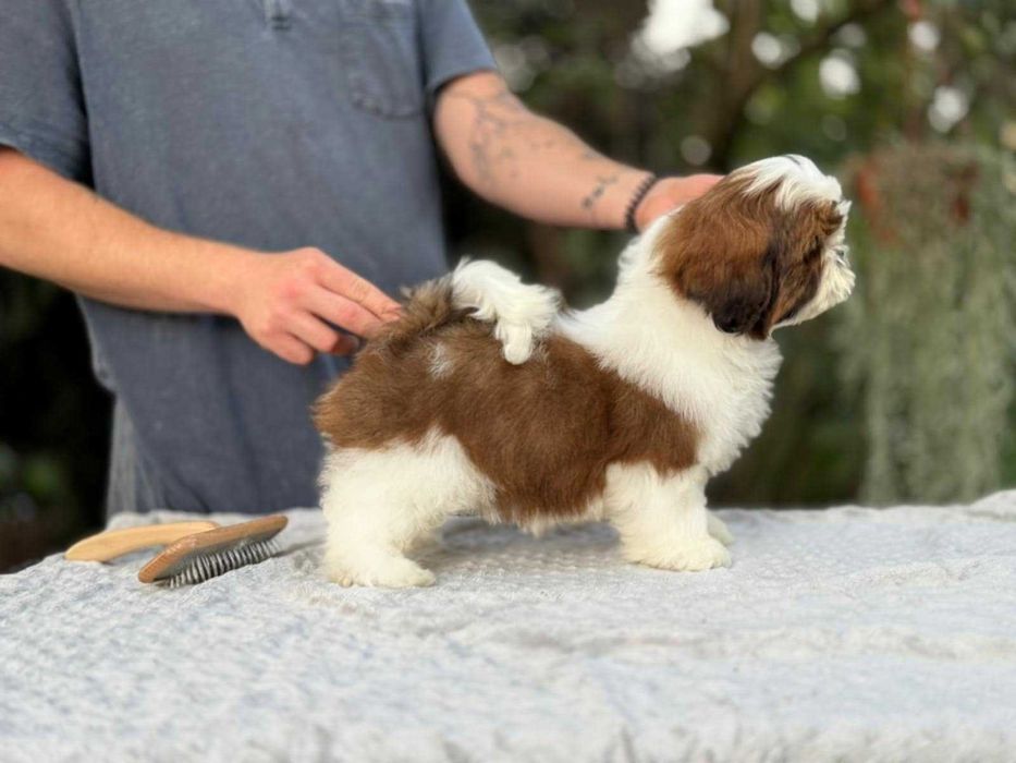 Elitarny piesek! Shih Tzu! Gotowy do odbioru!
