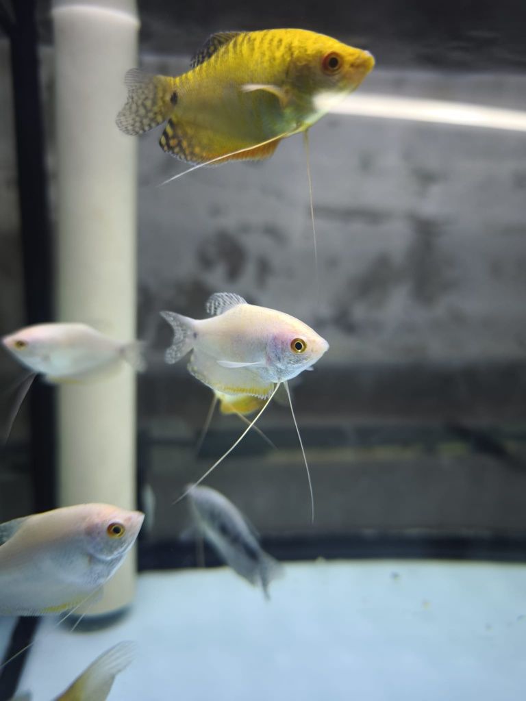 Peixes aquário água quente