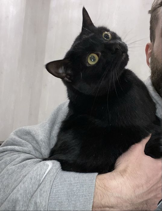 Два братики котики шукають сімʼю