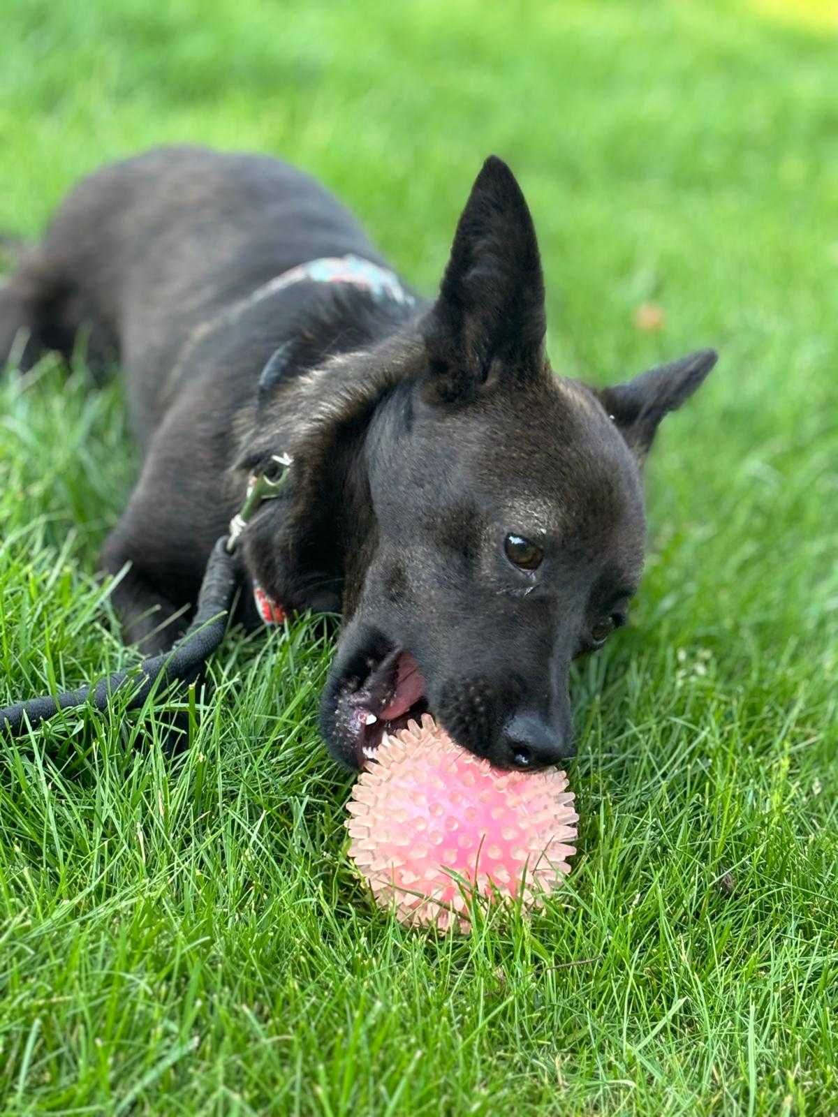 1,5  roczna mała Muszka cudowna przytulasna do adopcji